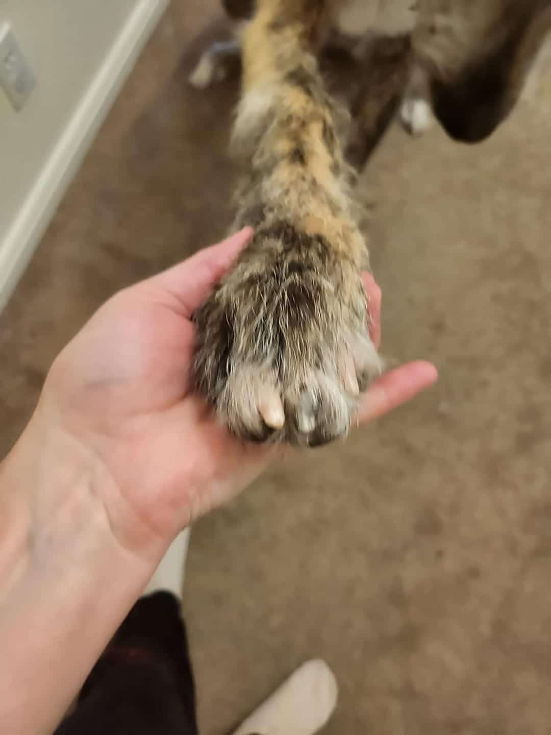 puppi-claw-2-0-img-24