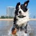 sunu-bark-img-12